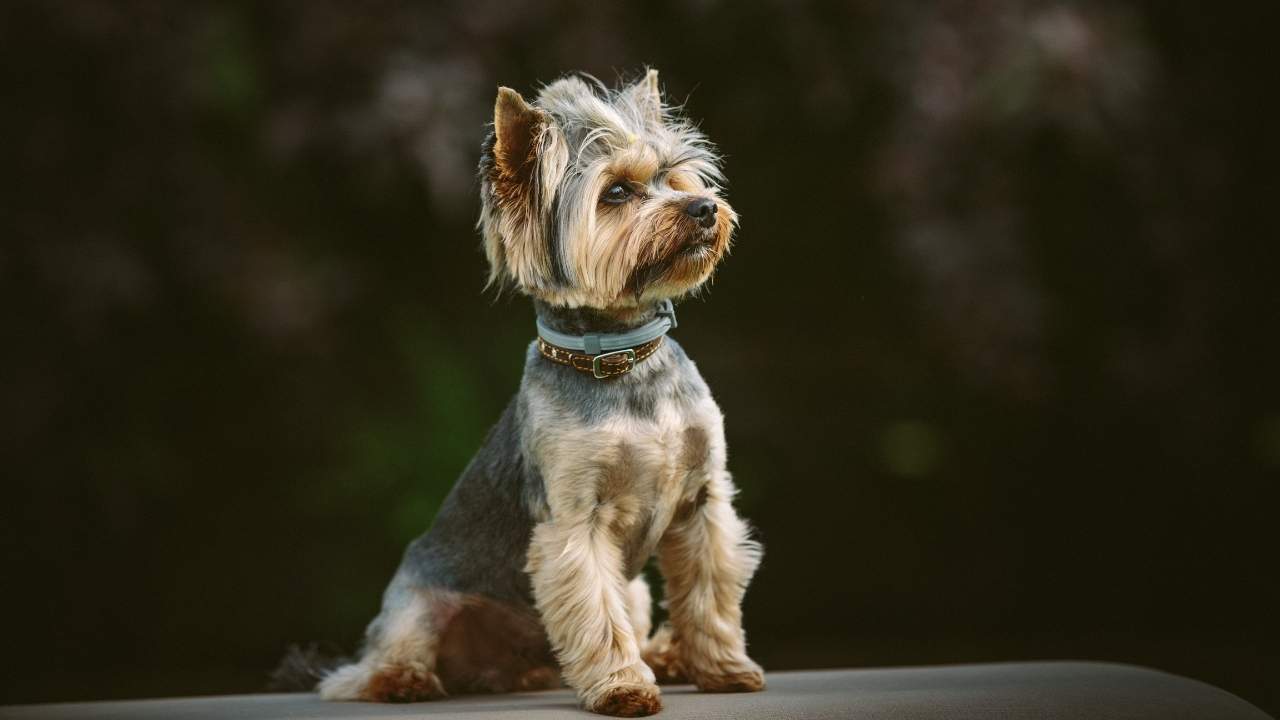 Yorkshire Terrier