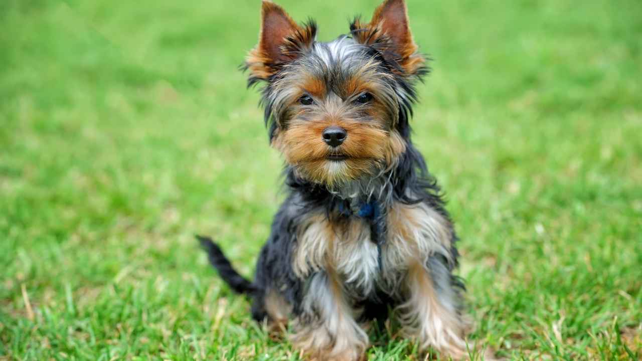 Yorkshire Terrier