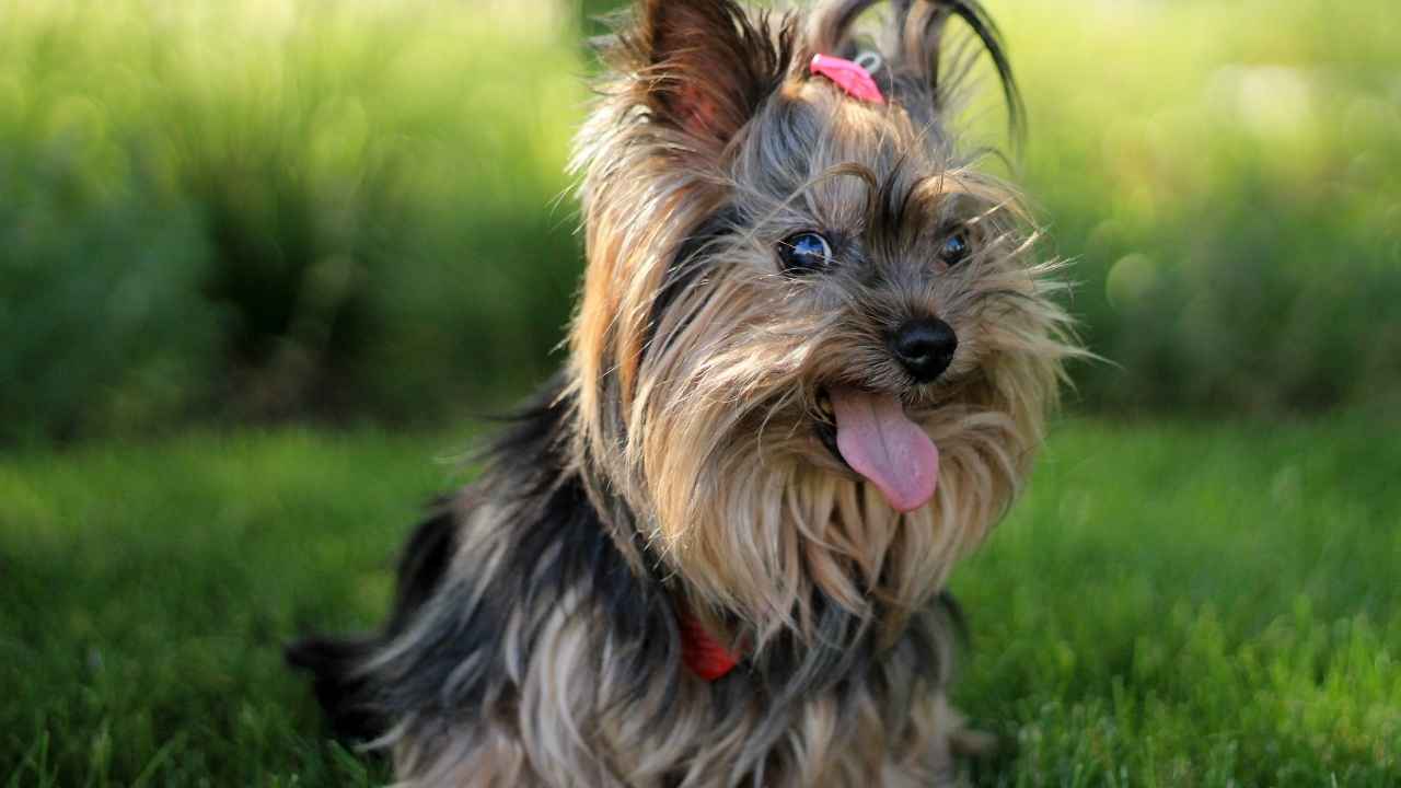 Yorkshire Terrier