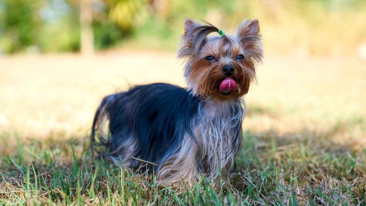 Yorkshire Terrier