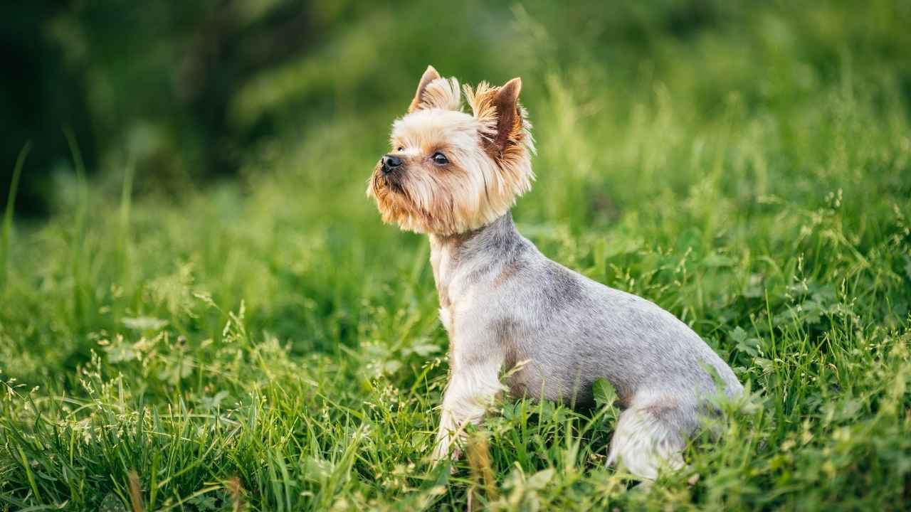 Yorkshire Terrier