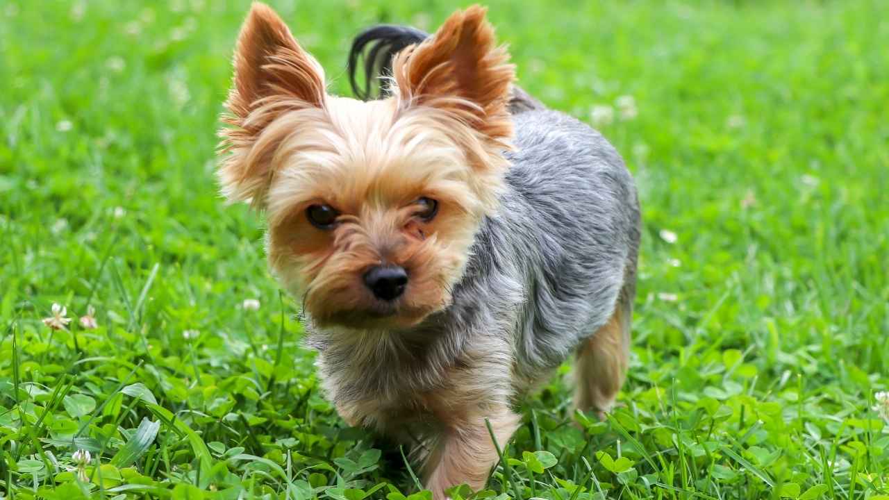 Yorkshire Terrier