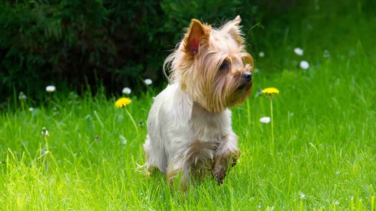 Yorkshire Terrier