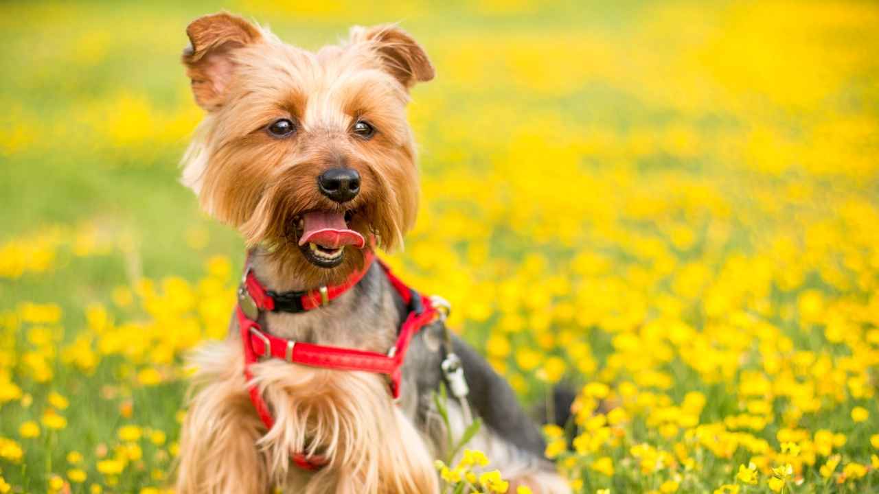 Yorkshire Terrier