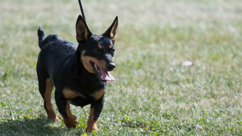 Lancashire Heeler