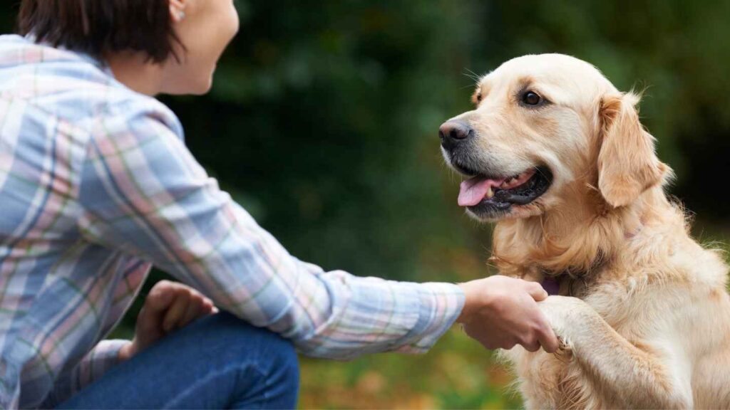 are Golden Retrievers Perfect Family Dogs