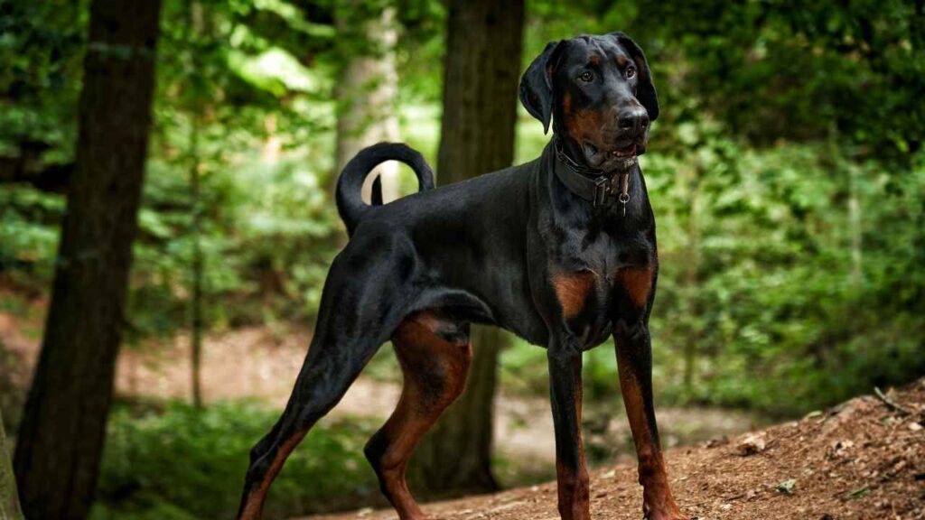 are doberman Squirrel Stalker