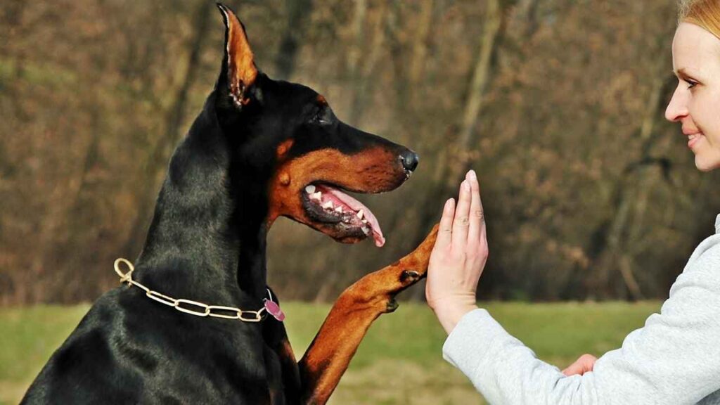 are doberman pinschers good dogs