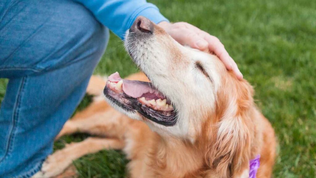 are golden retriever Affectionate and Loving