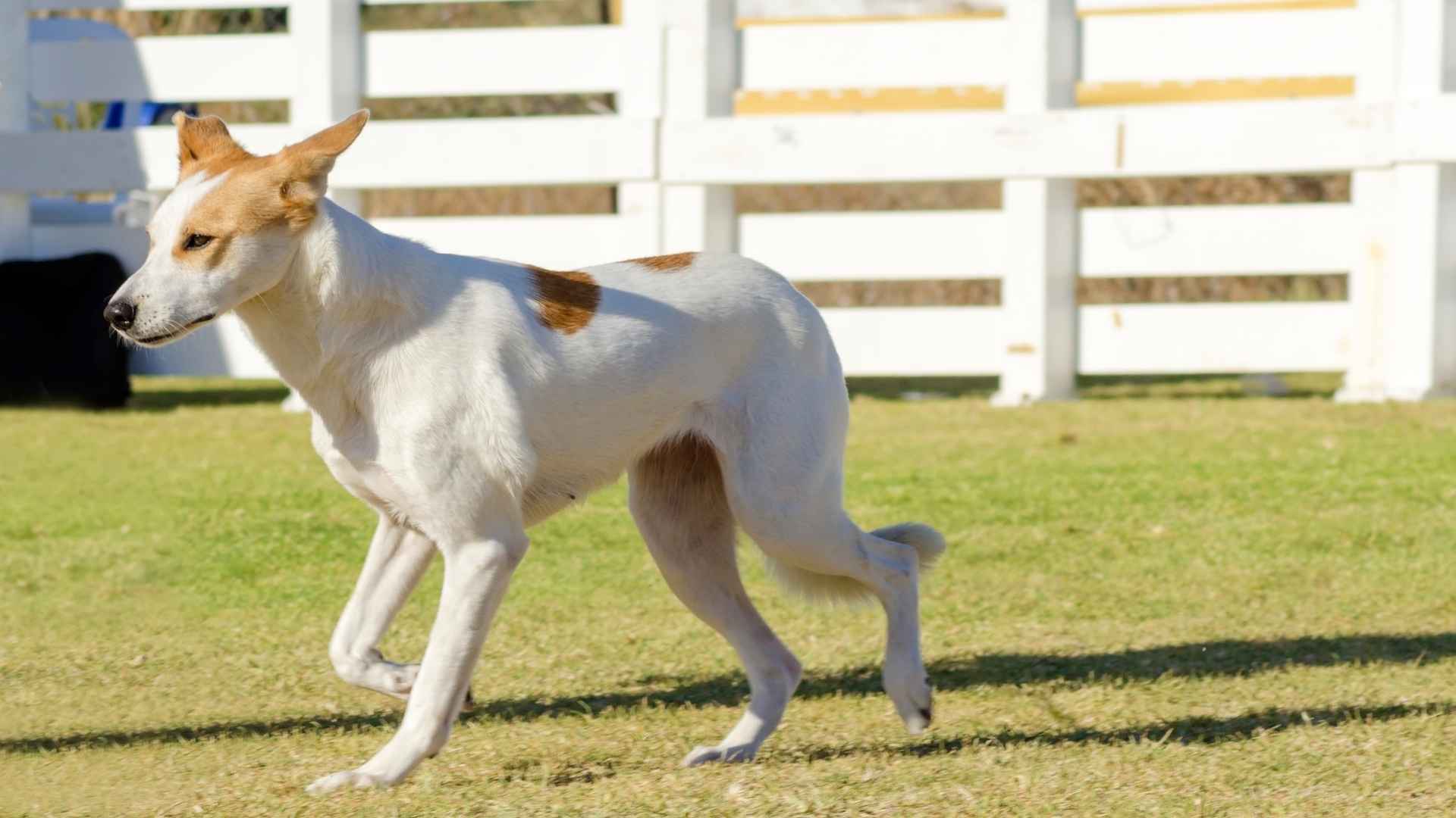 Canaan Dog