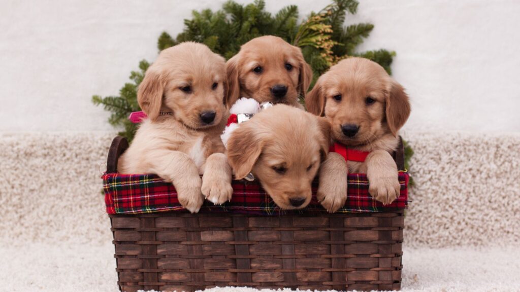 golden retriver puppy