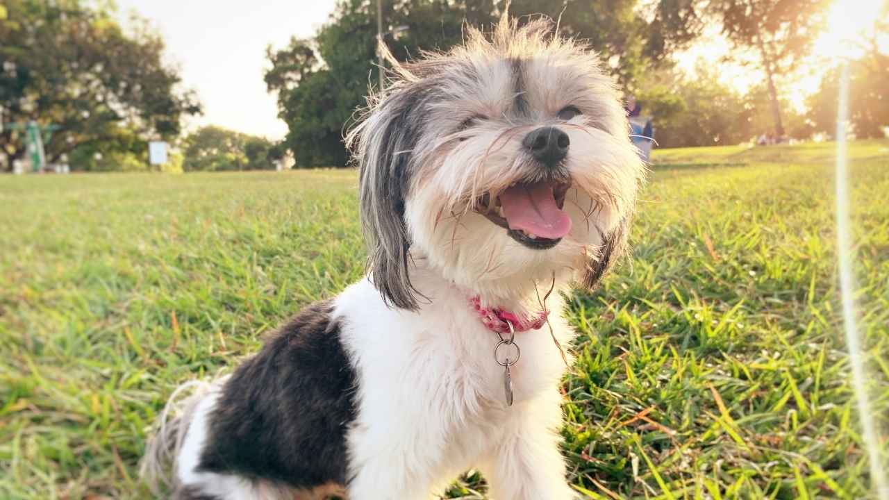 happiest dog breeds