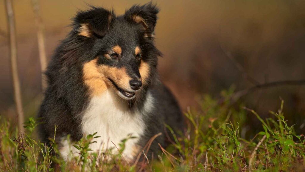 Shetland Sheepdog