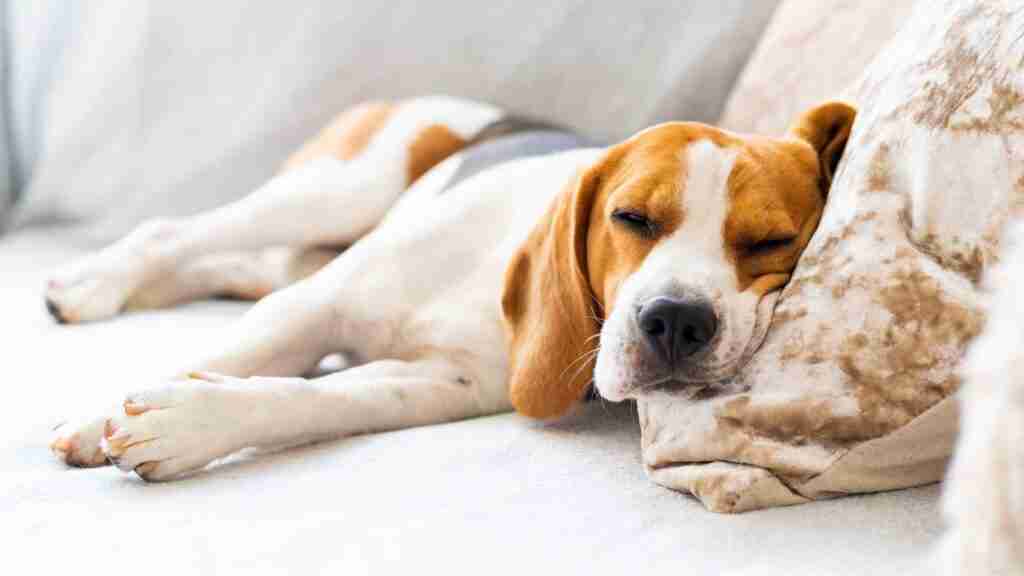 7 Lazy Dog Breeds That Can Be Left Alone EN Pet YOLO