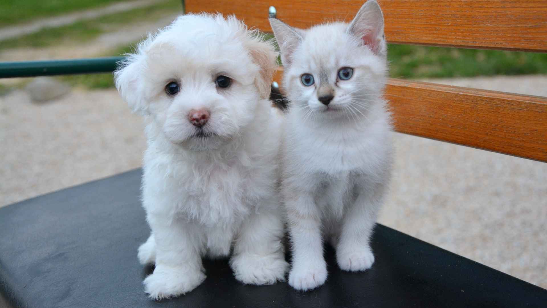 mall Dog Breeds That Can Be Raised with Cats