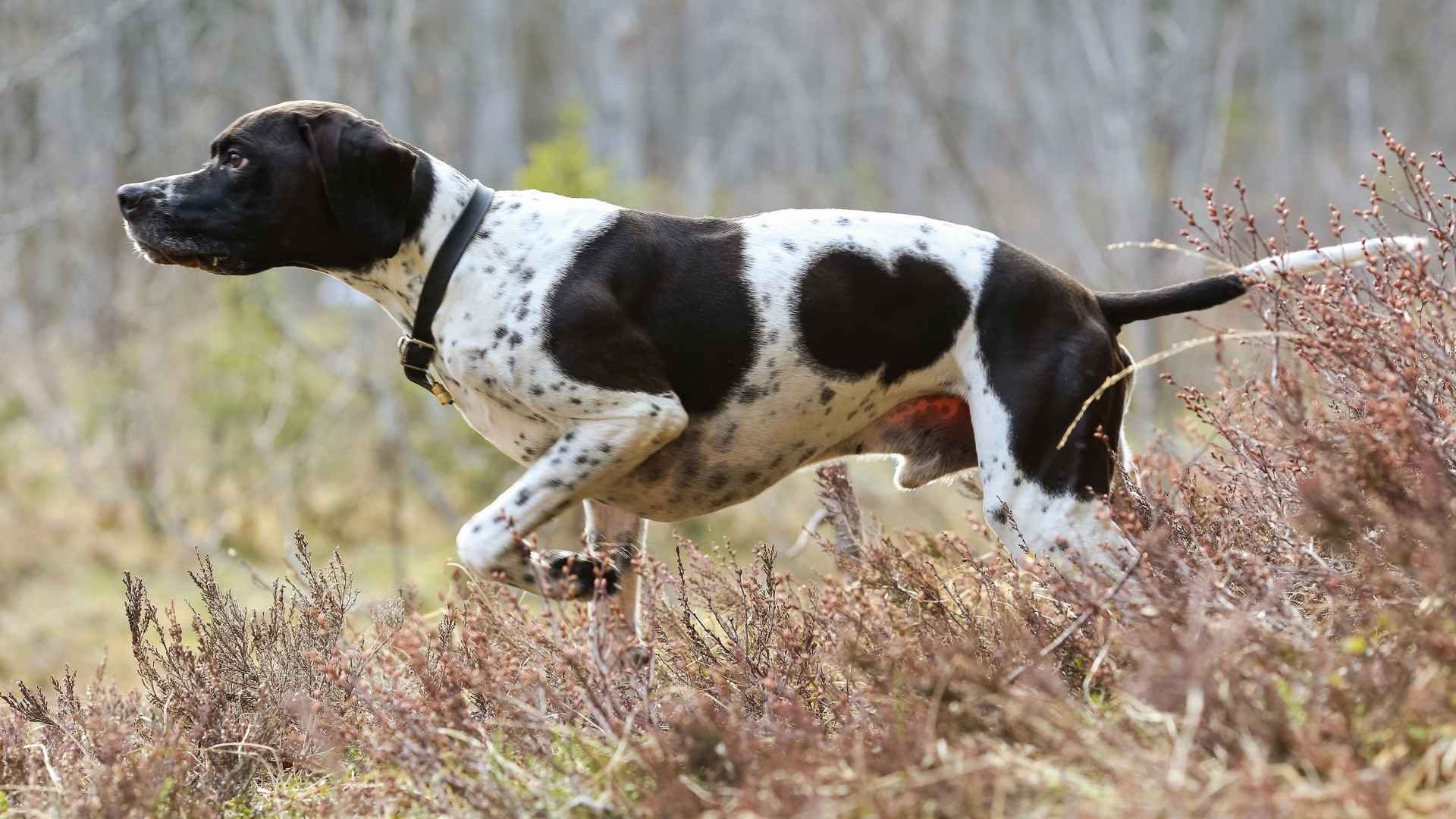 pointing dog breeds