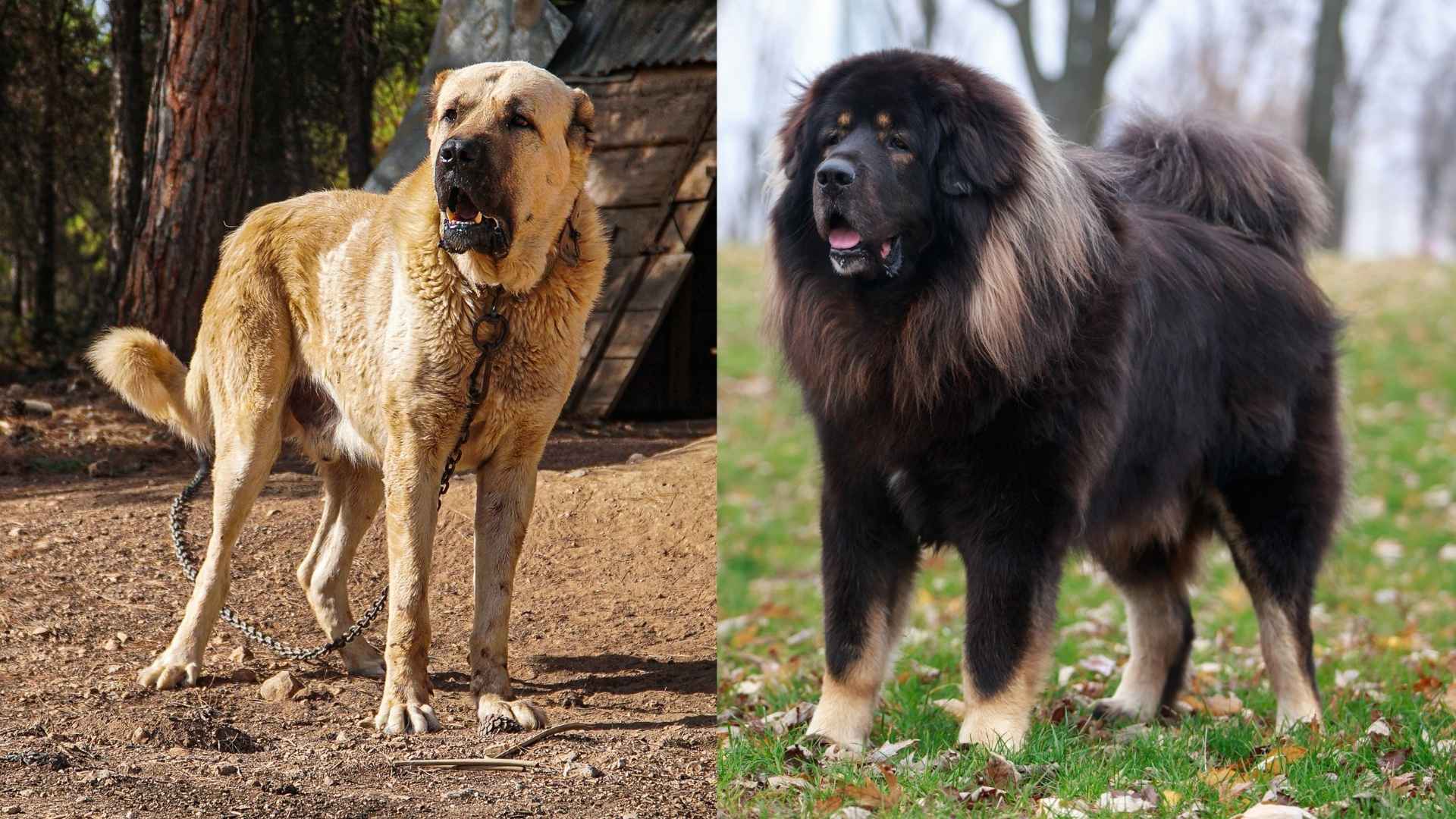 powerful Dogs That Can Protect You From a Kangal Attack