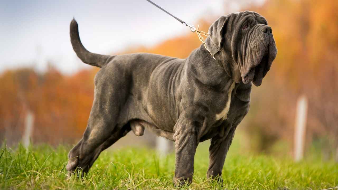 types of Mastiff