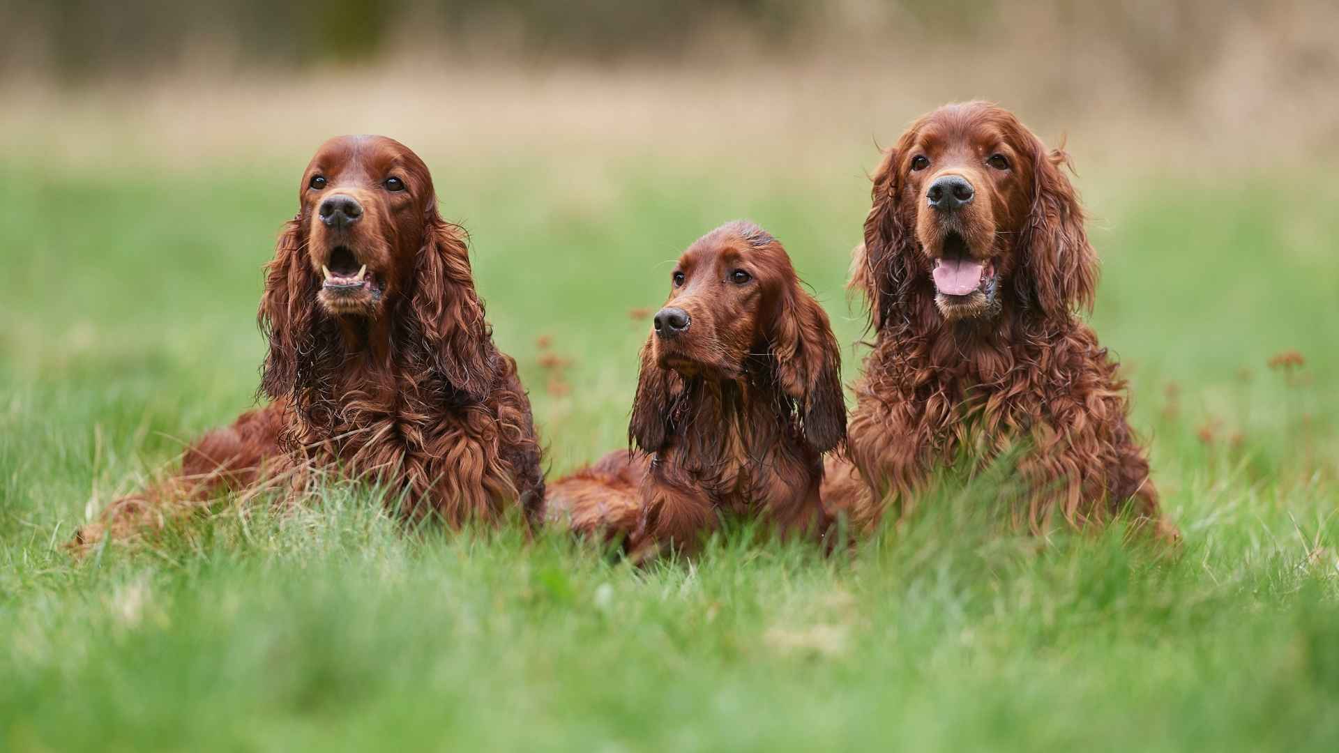 types of Setter dogs