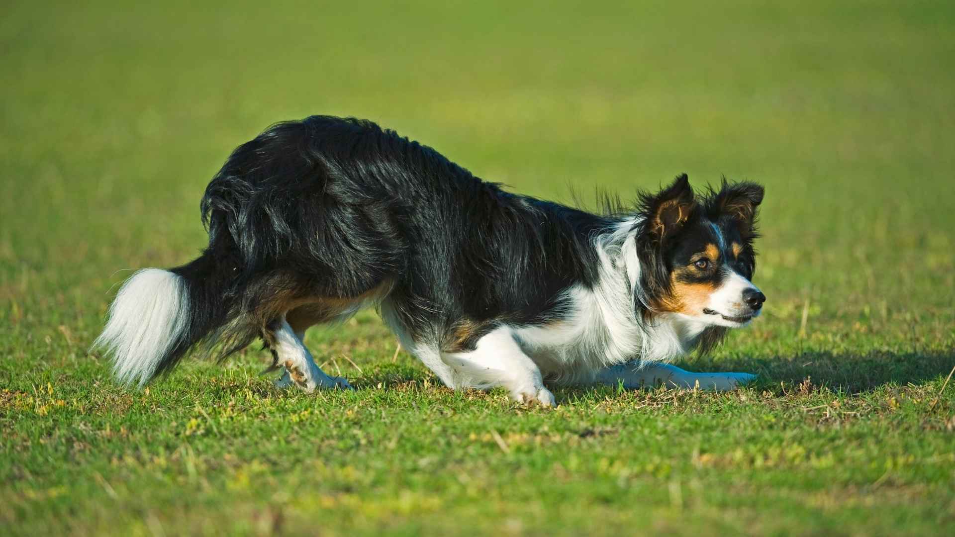 types of collie