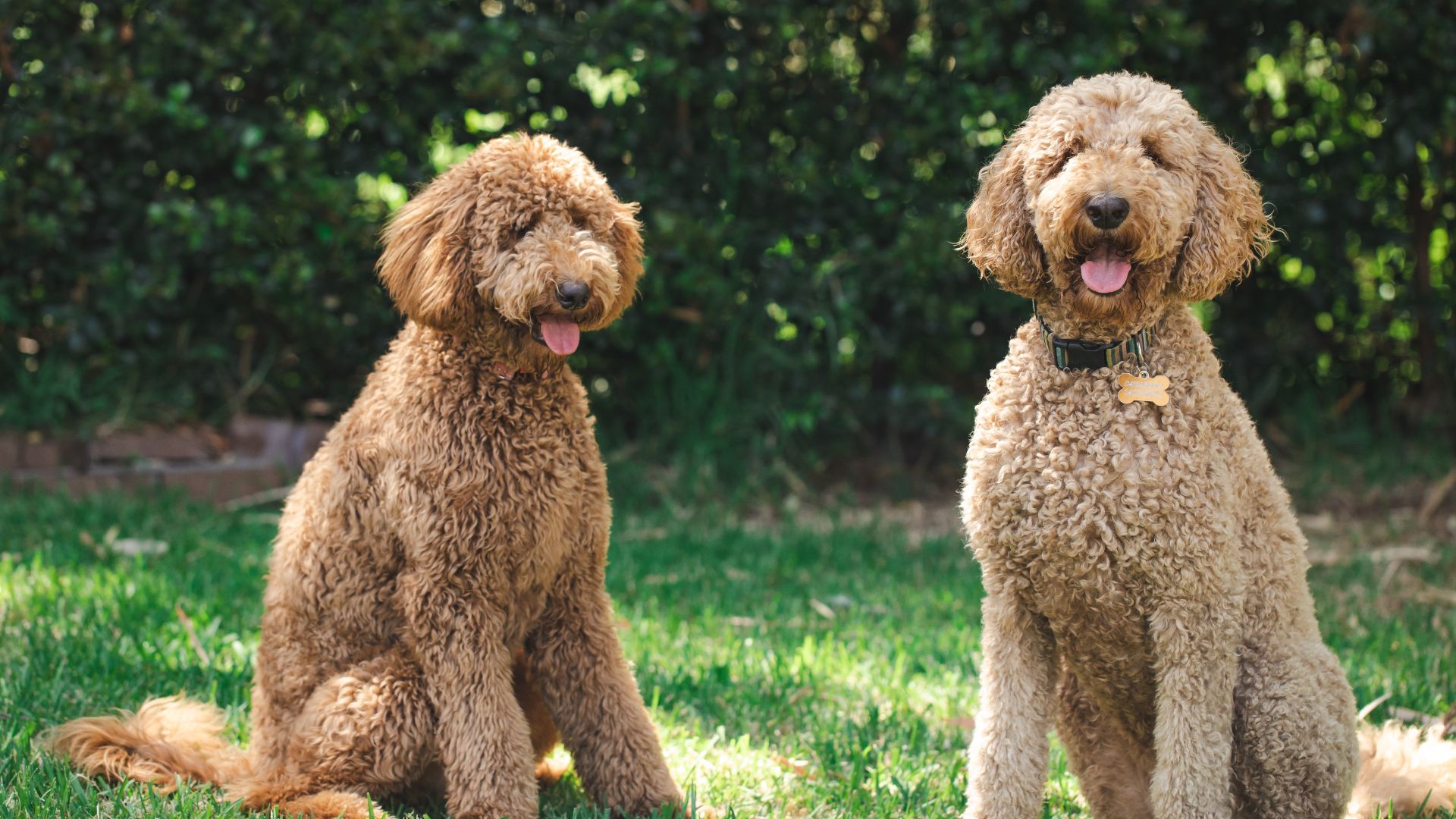 types of doodle dog