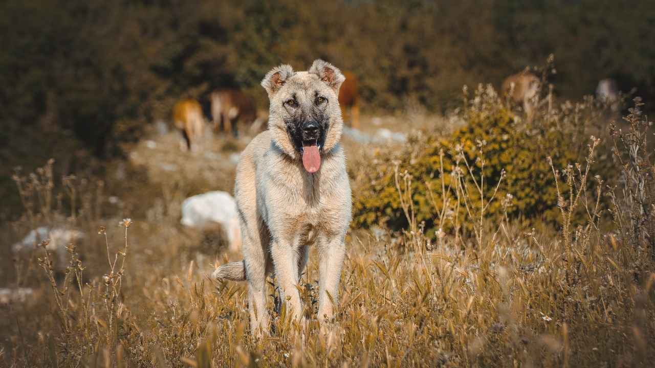 will a kangal protect its owner