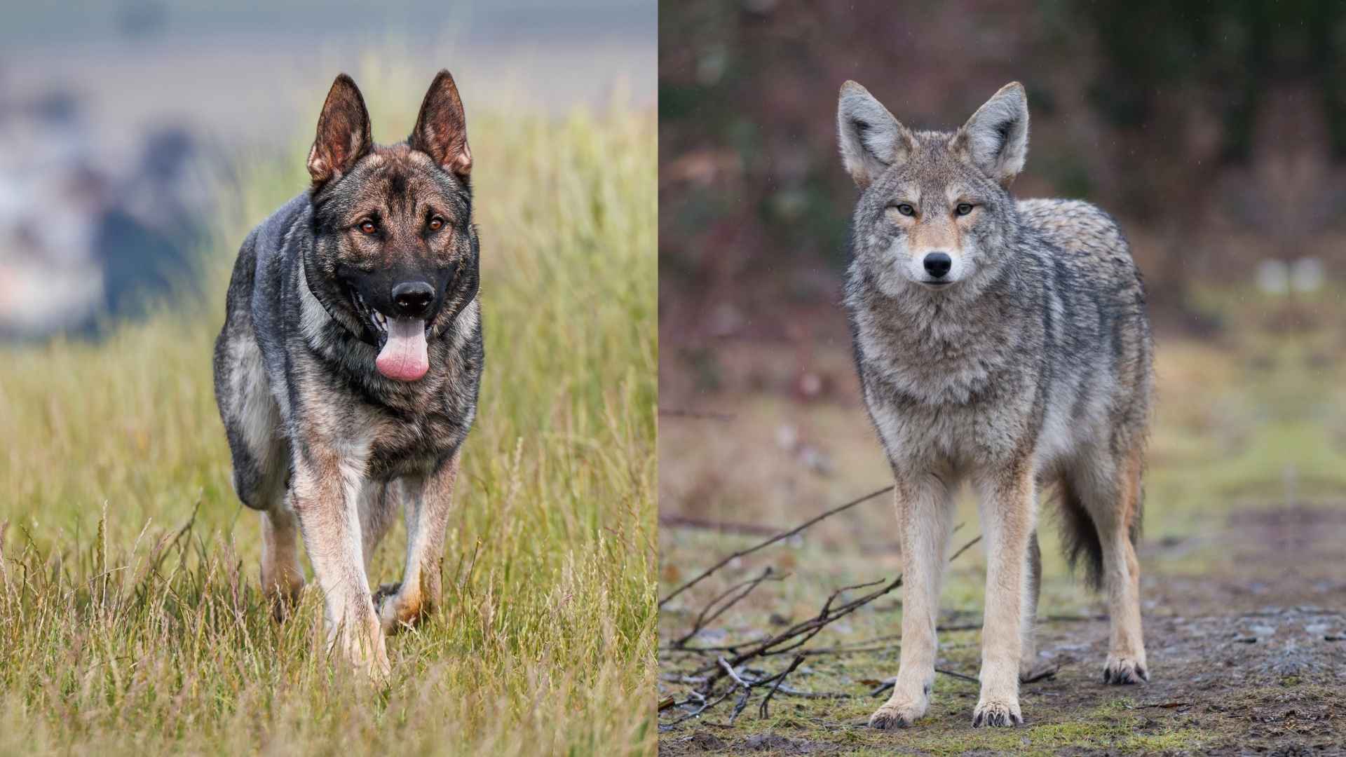 10 Best Coyote Hunting Dog Breeds With Speed and Strength