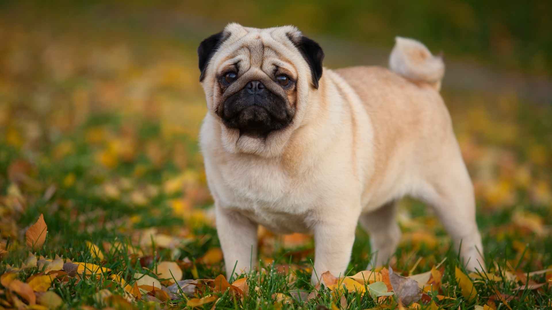 10 Dog Breeds That Rarely Bark 2