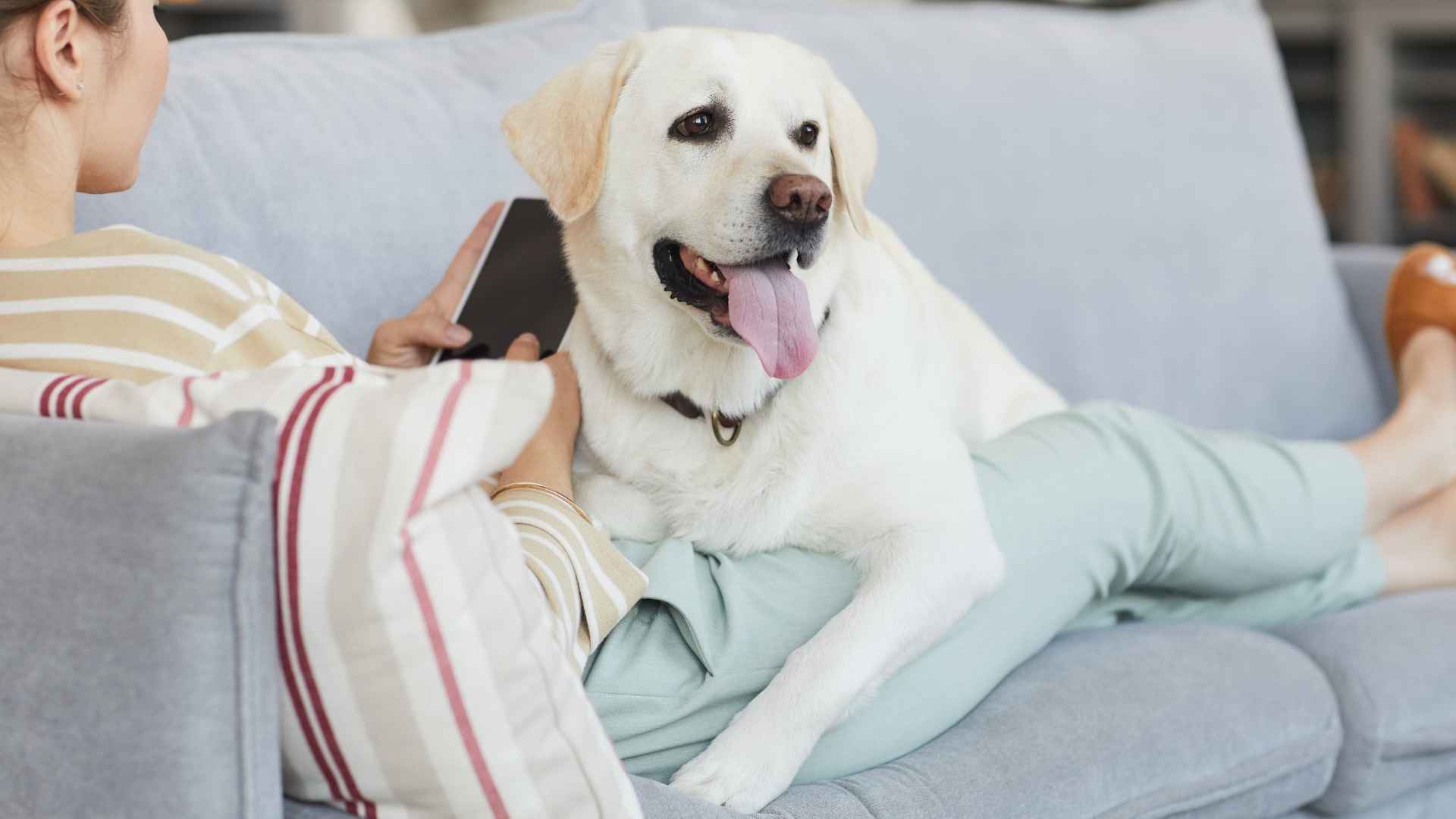 10 Laziest Dog Breeds for Couch Potatoes Owners