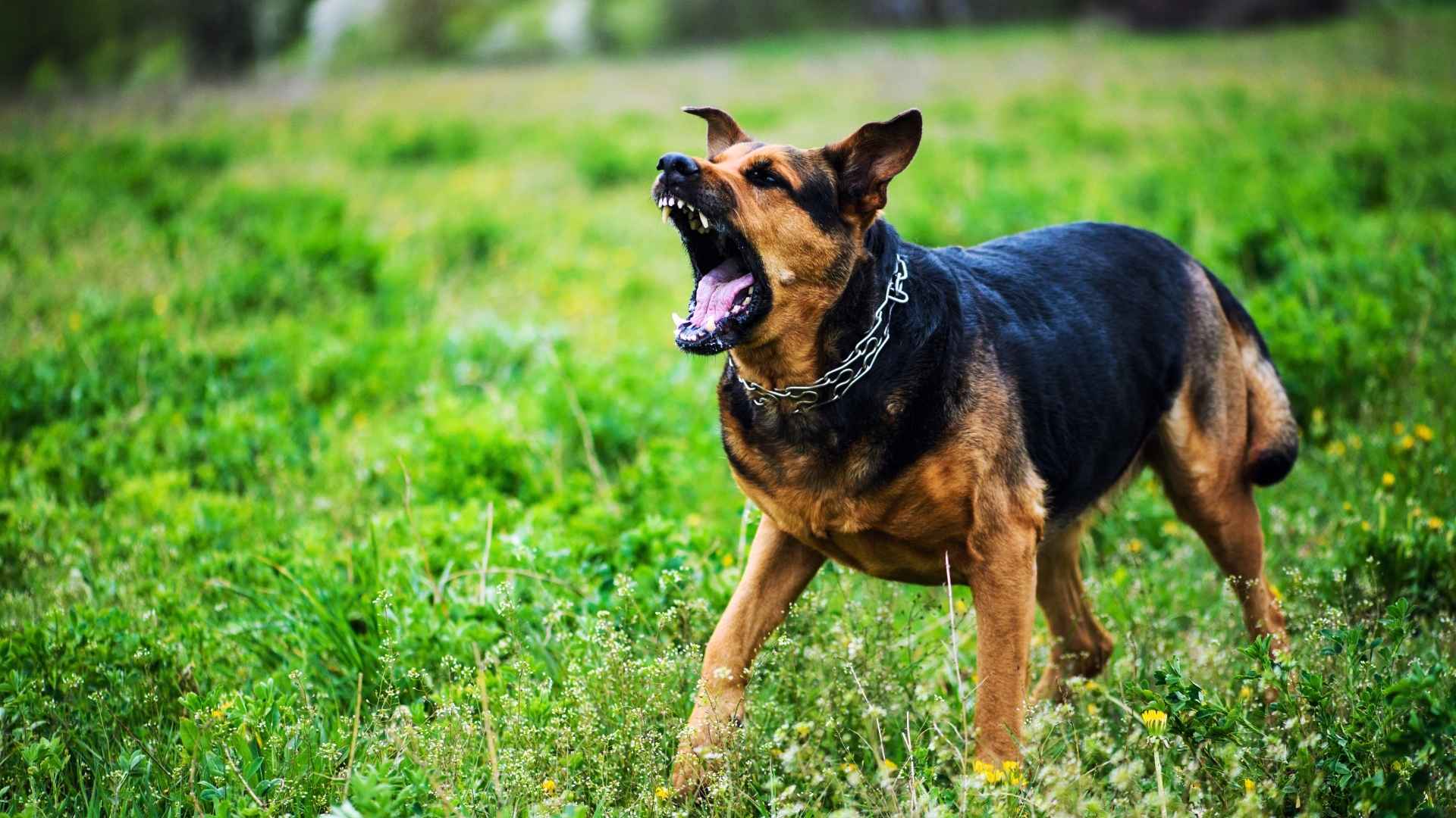 10 Most Dangerous Dog Breeds Based on Biting