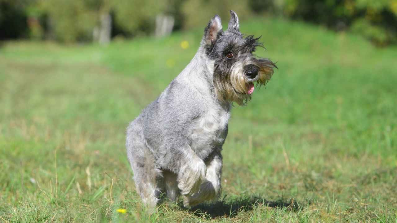 Standard Schnauzer