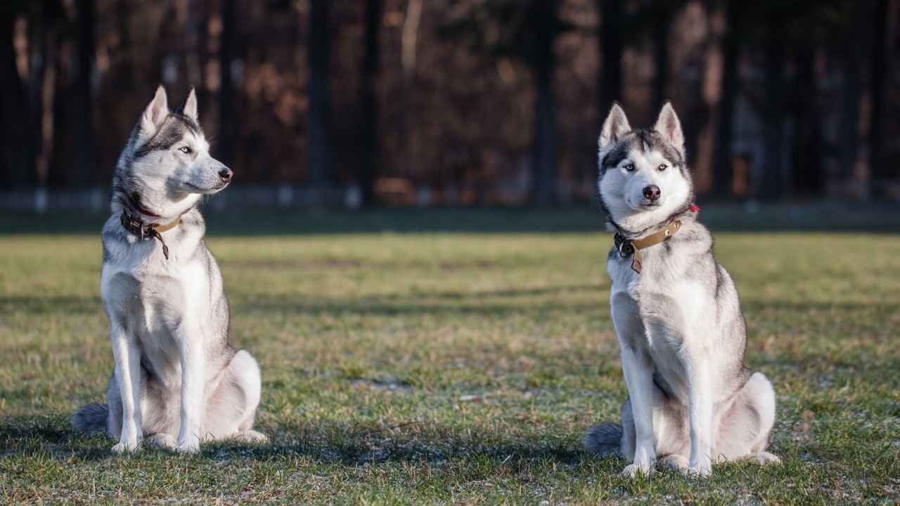 Siberian Husky