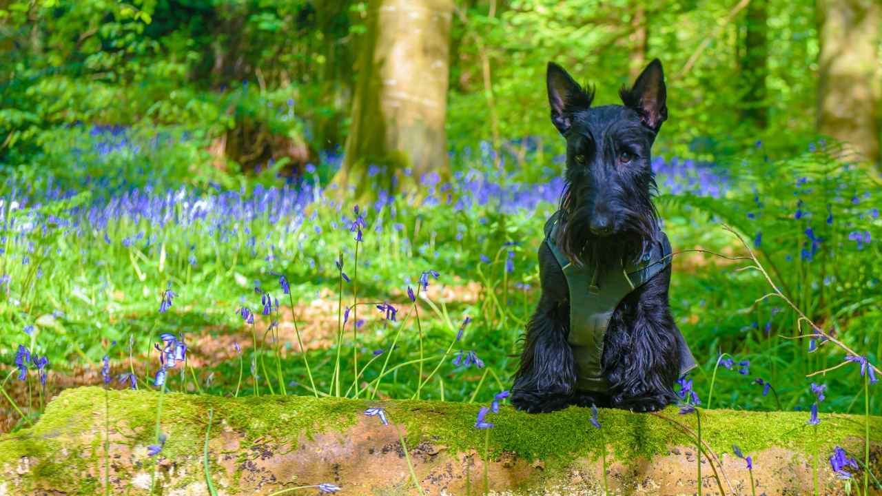 Scottish Terrier