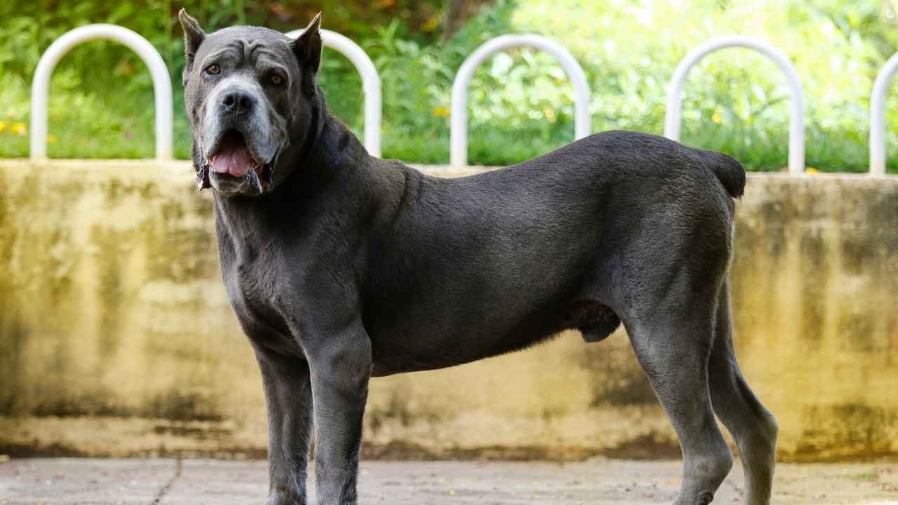 Cane Corso