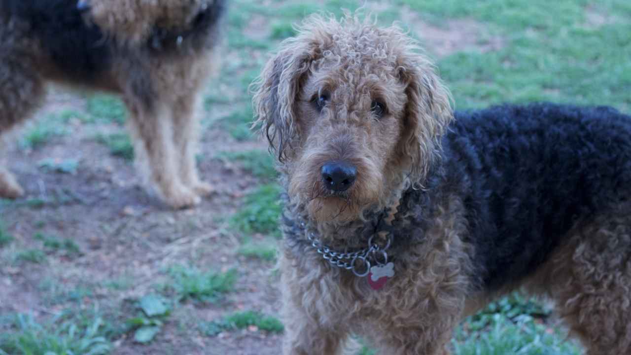 Otterhound