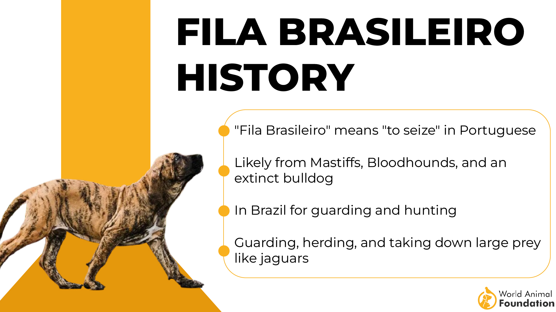 Fila Brasileiro History-01