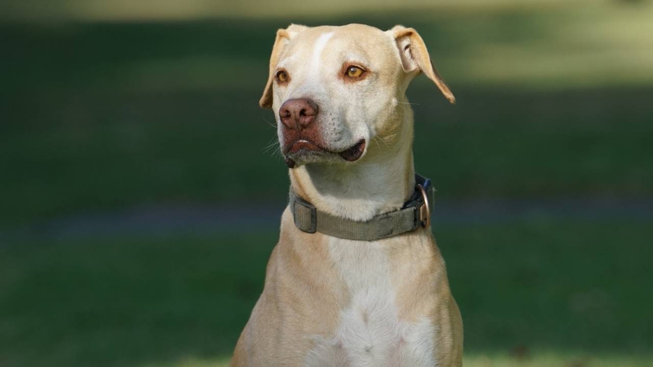 American Pit Bull Terrier