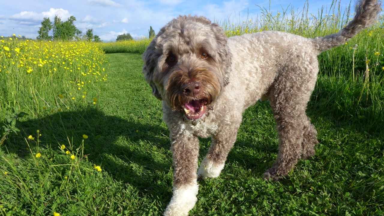 Portuguese Water Dog