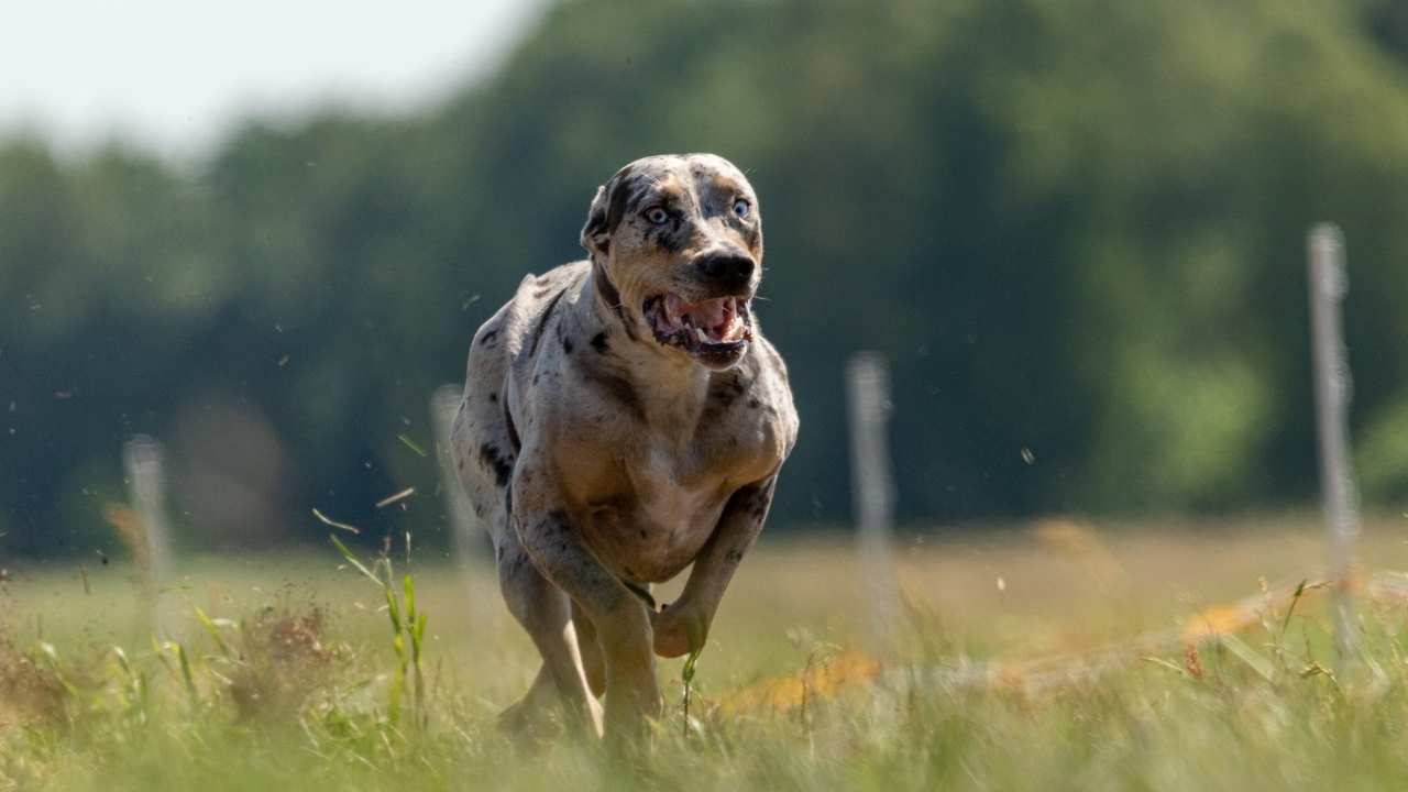 Catahoula Leopard Dog