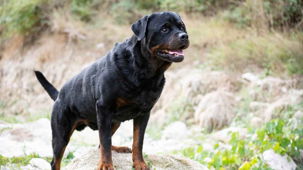 Rottweiler