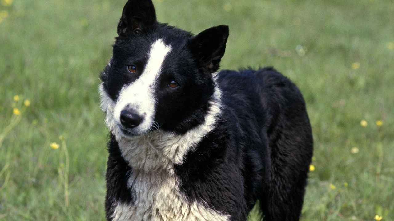 Karelian Bear Dog