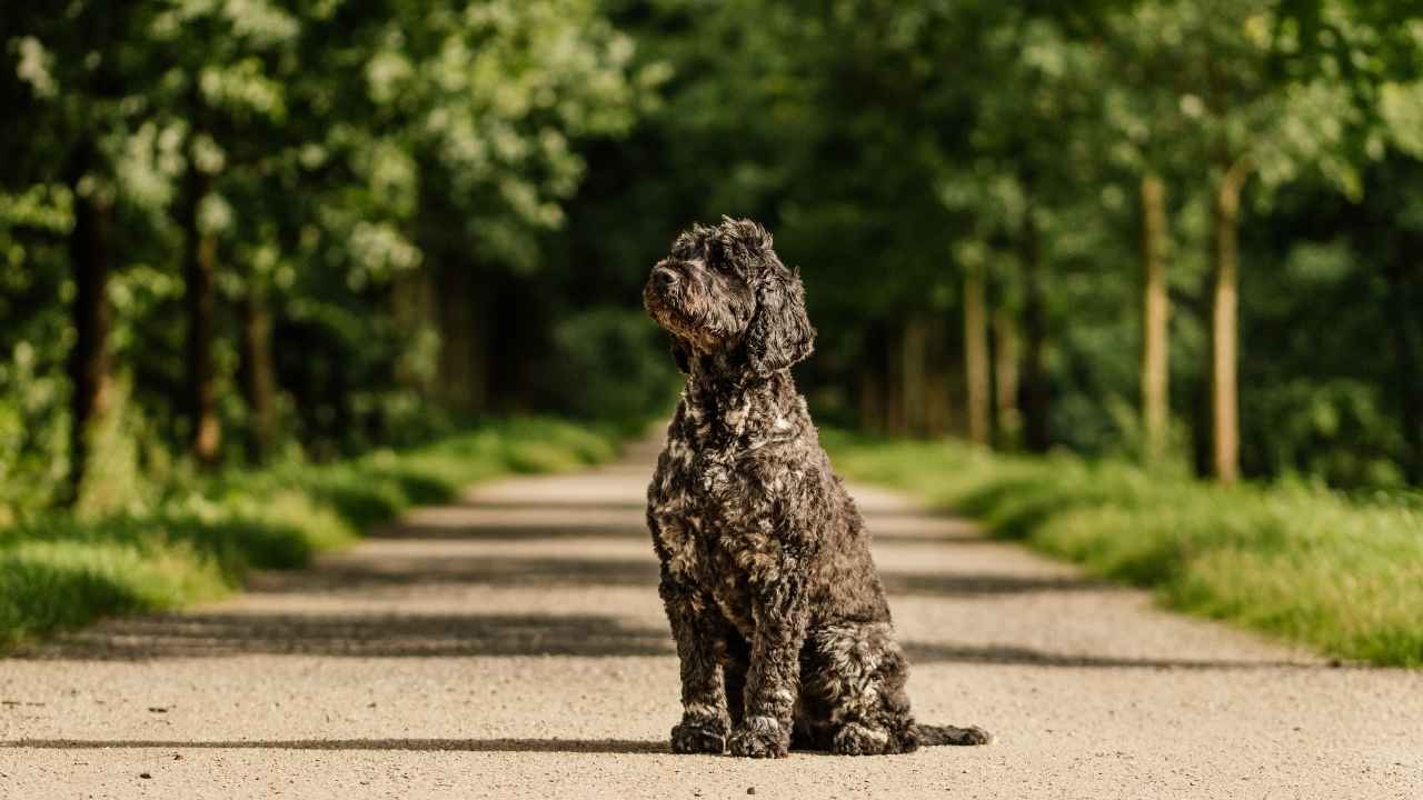 Portuguese Water Dog