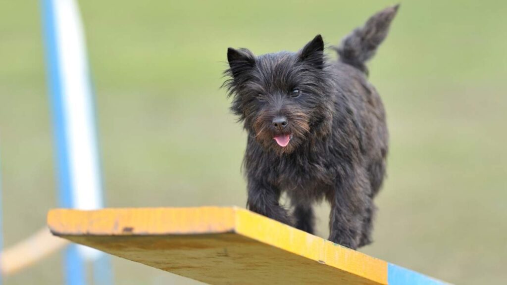 Cairn Terriers