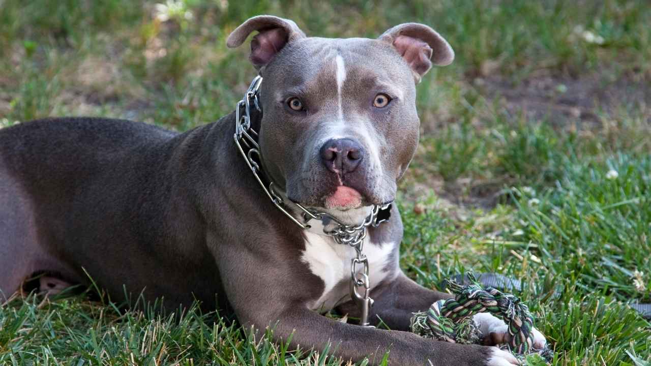 7 Banned Dog Breeds in the World Are They Truly Dangerous