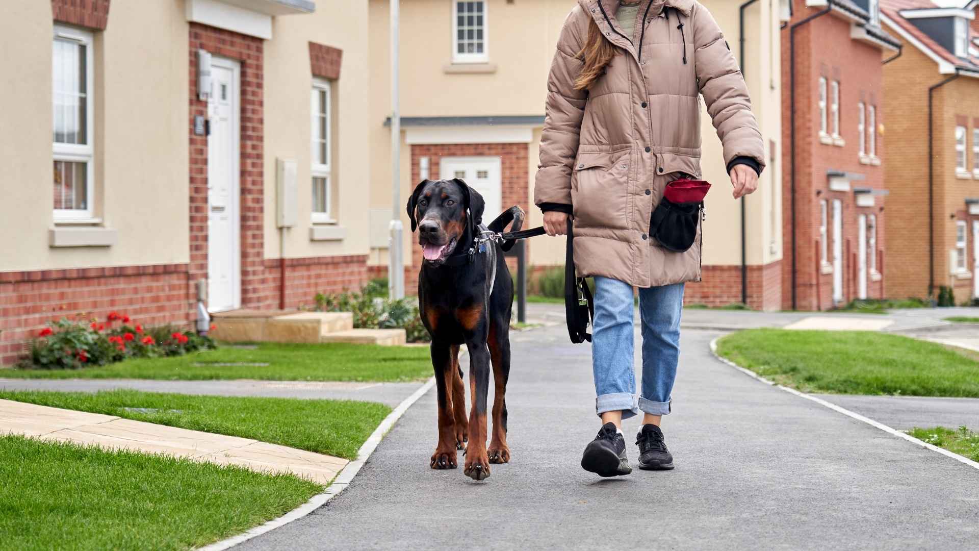 7 Best Guard Dog Breeds for Security in Urban Environments