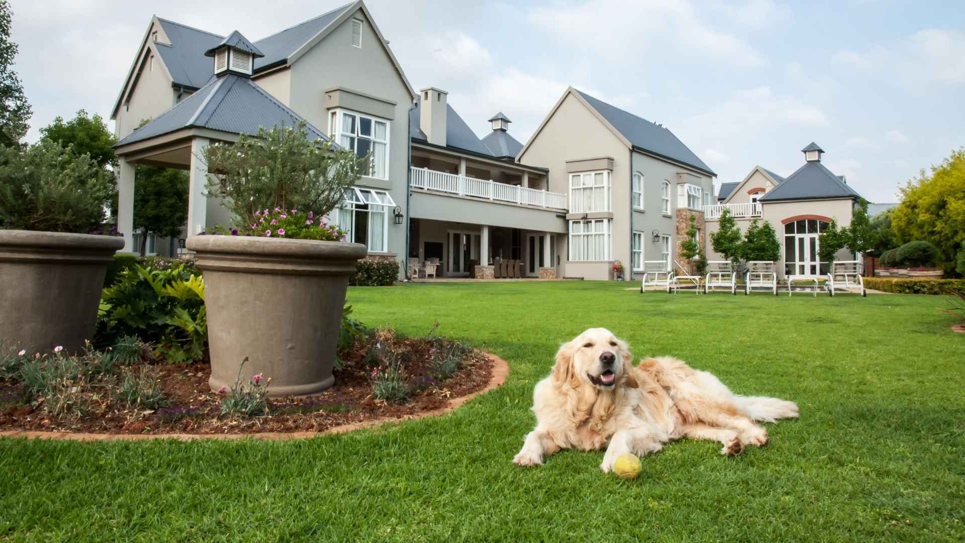 7 Best Guard Dog Breeds for Suburban Areas