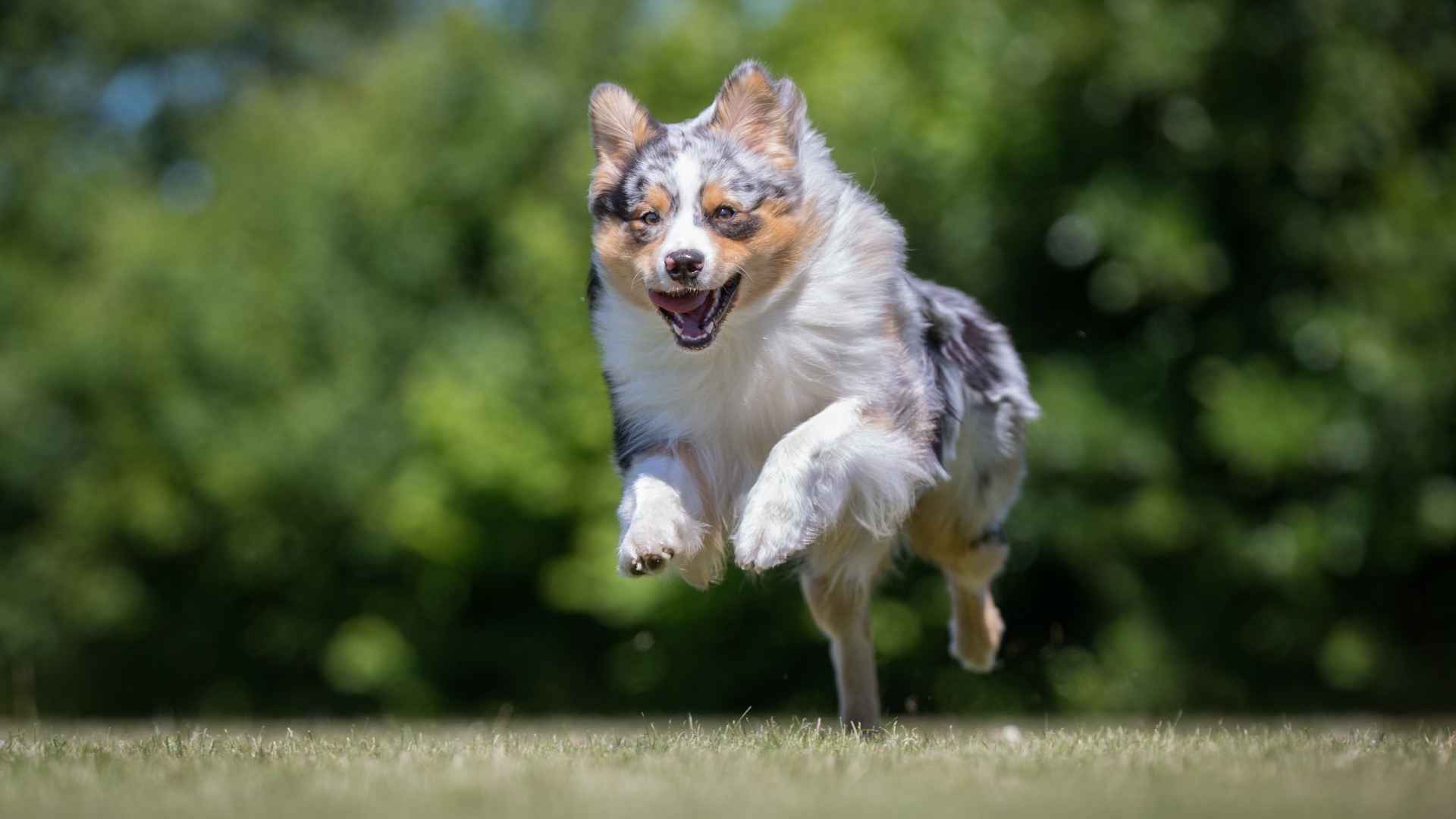 7 Best High Energy Medium Dog Breeds for Active Families