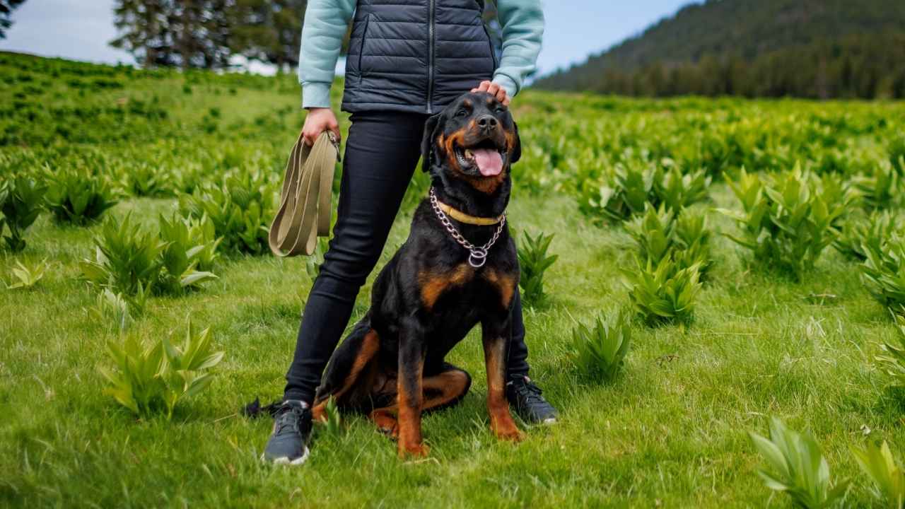 7 Best Strong and Loyal Guard Dog Breeds