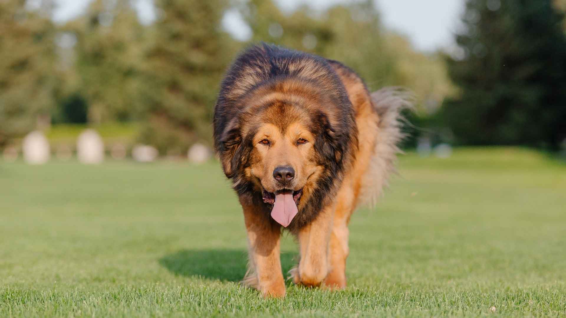 7 Coarse Coated Large Dog Breeds Perfect for Outdoor Living