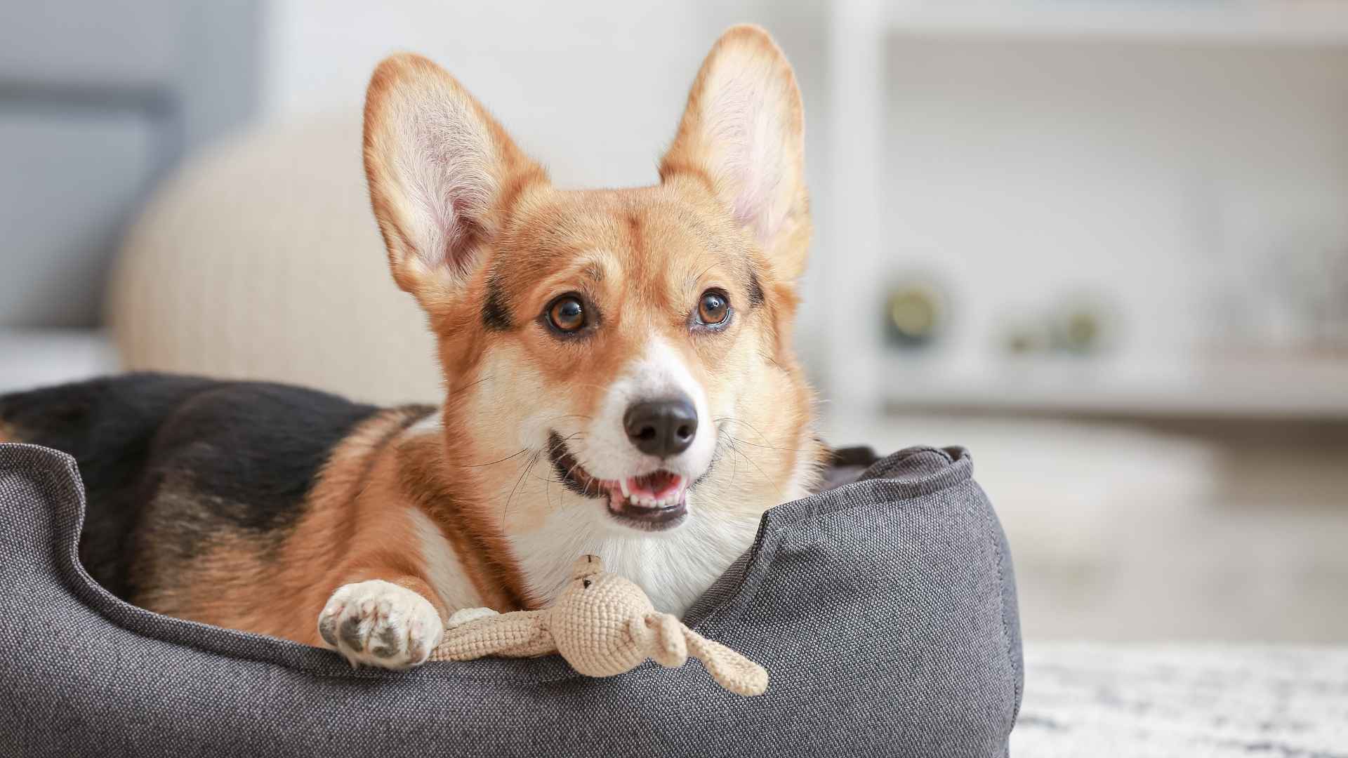 7 Dog Breeds That Dont Need A Lot Of Space for Happy Living